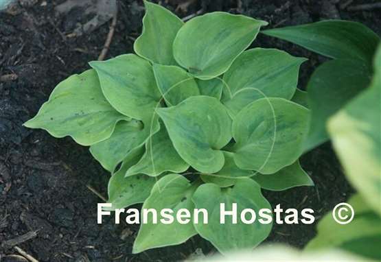 Hosta Needlepoint